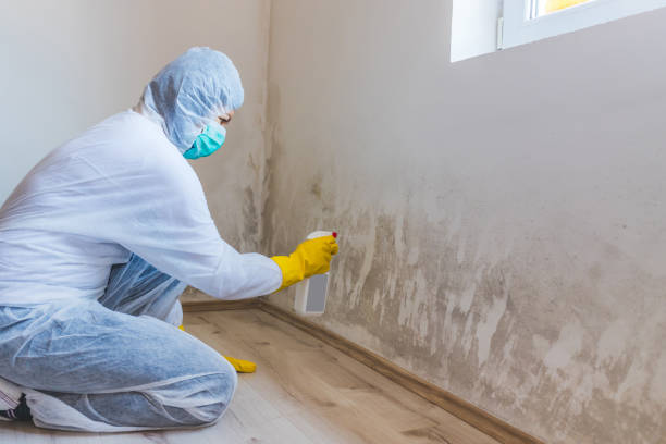 Professional mold removal team in Henderson